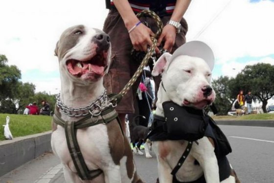 Policía no podrá multar a usuarios por no tener póliza para perros peligrosos: Fasecolda