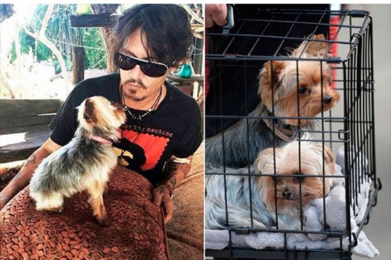 Esposa de Johnny Depp irá a tribunales por entrar ilegalmente a sus perros a Australia