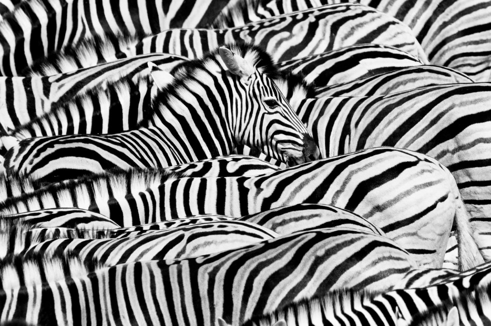 La vida en blanco y negro, por Lucas Bustamante:
Decenas de cebras de las llanuras se habían reunido para beber en el pozo de agua en el parque nacional de Etosha, en Namibia.
