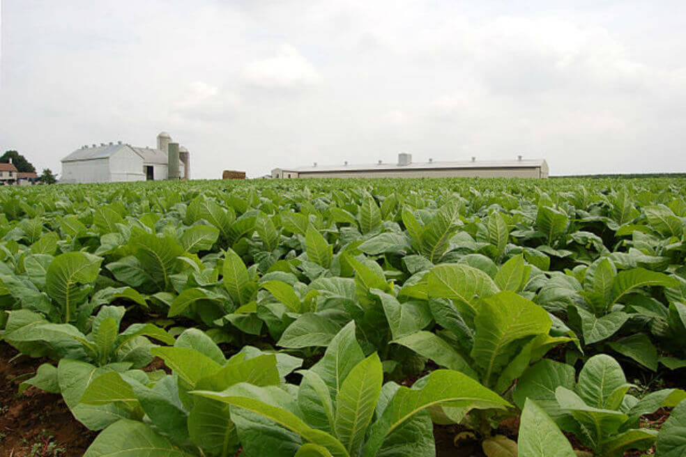 Las plantas parecen emitir sonidos (imperceptibles para humanos) cuando están bajo estrés