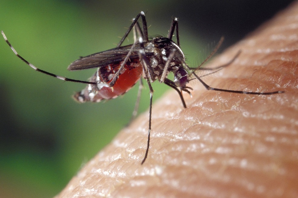 ¿A qué tipo de personas pican más los mosquitos?