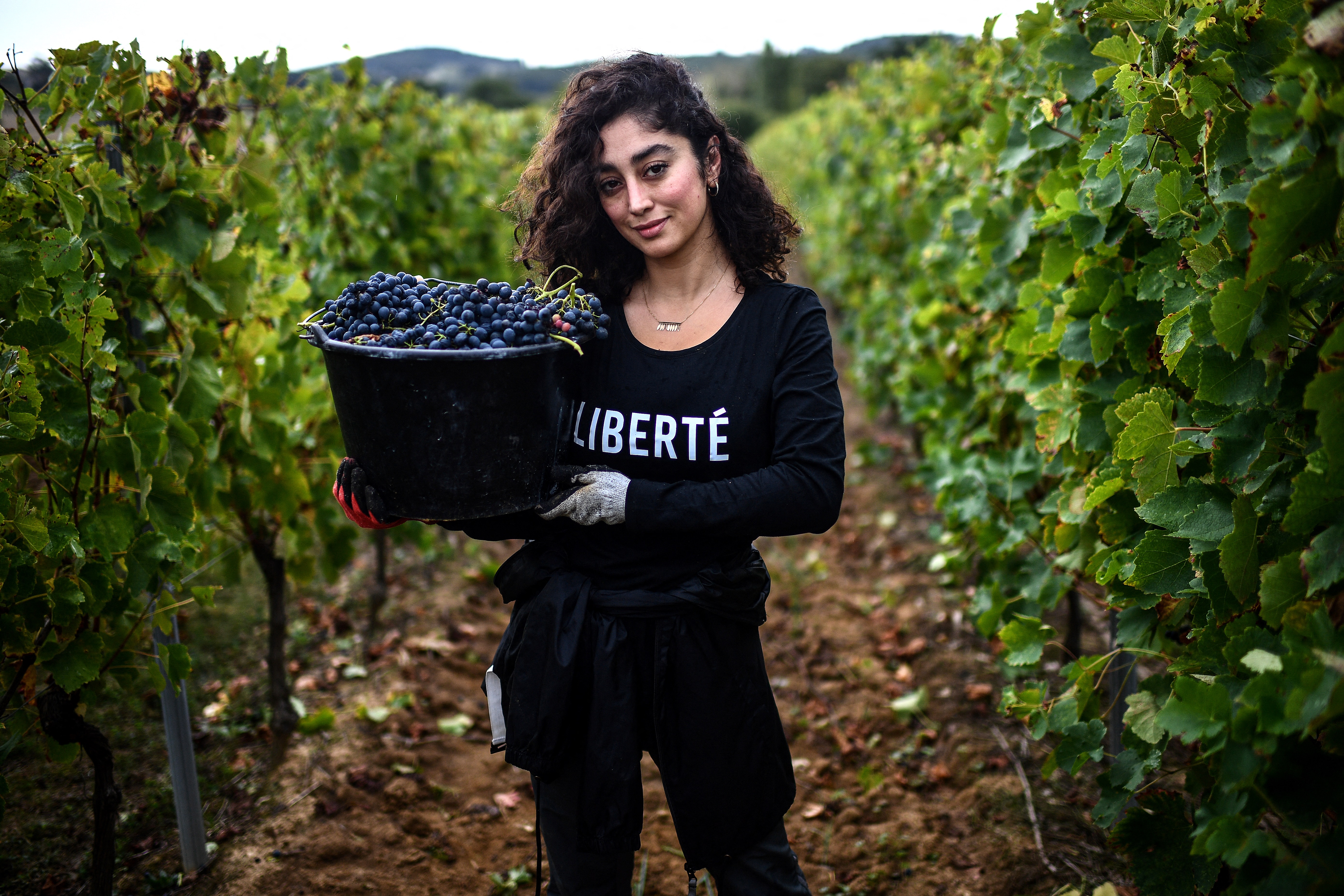 La vendimia de las mujeres iraníes en Francia, símbolo de “lucha” contra Teherán
