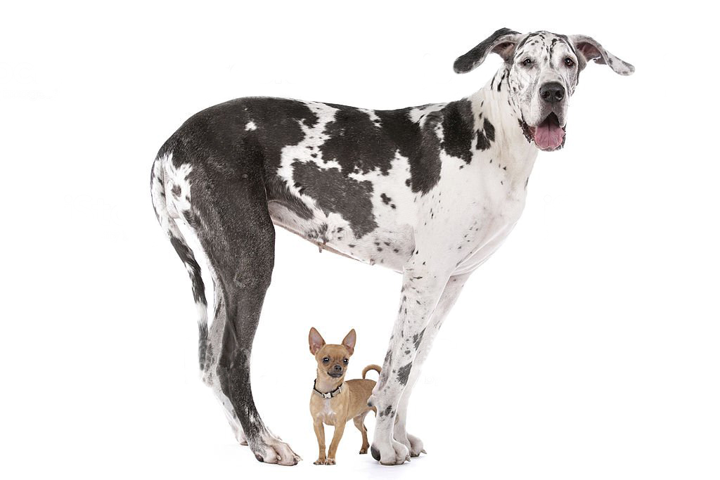 ¿Por qué existe tanta diferencia en el tamaño de los perros? La ciencia lo explica