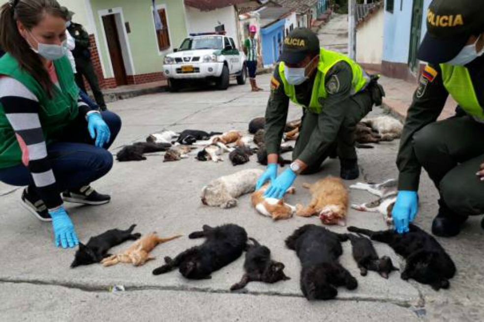 Hallan veinte gatos y cuatro perros muertos en una vivienda en Pamplona