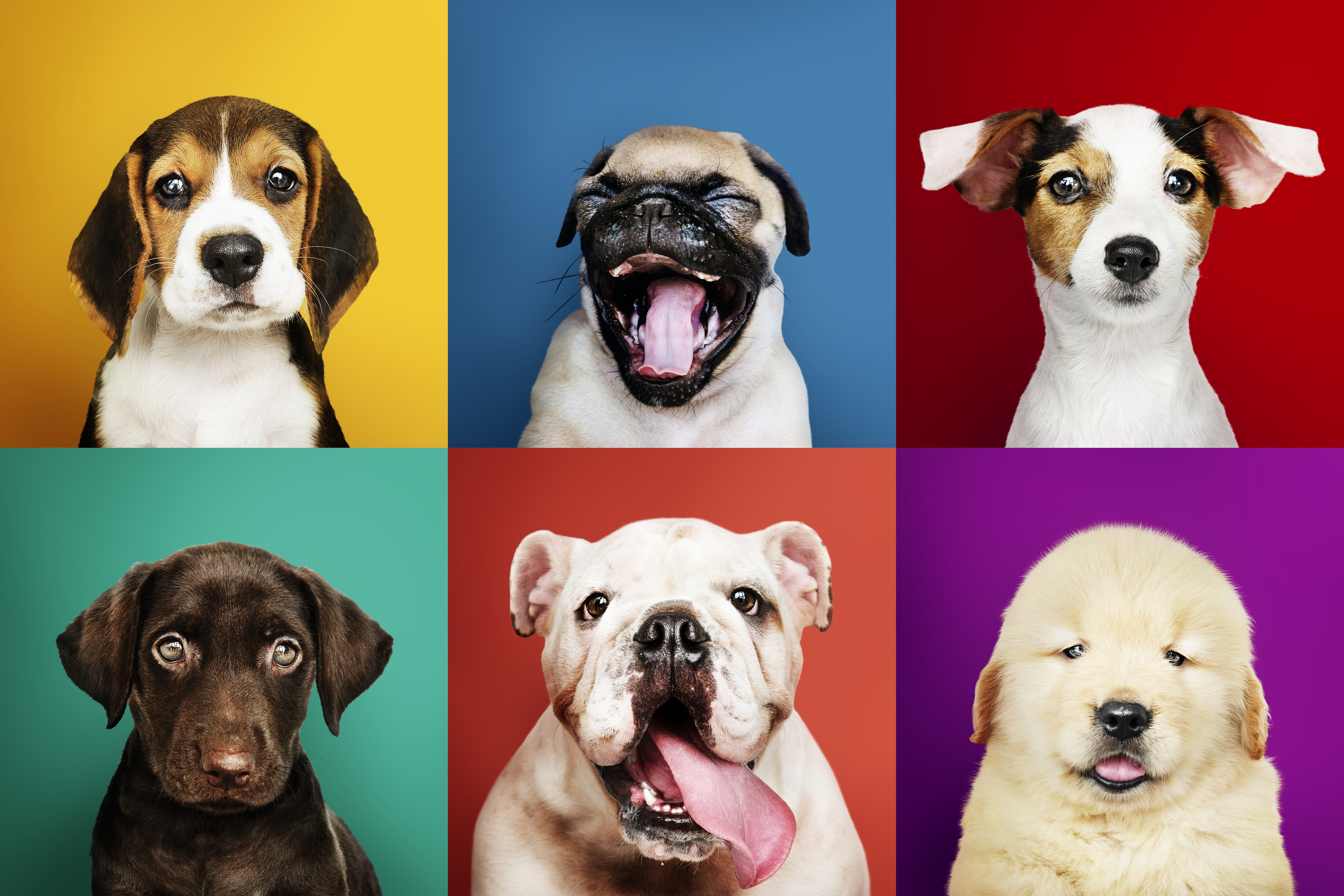 Elecciones 2023: propuestas de los candidatos a la Alcaldía de Bogotá sobre animales