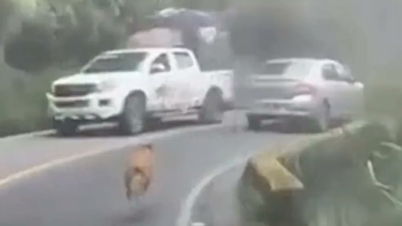 La grabación evidencia el alto riesgo al que fue expuesto, pues debió esquivar motocicletas y automóviles en una vía de alto flujo vehicular.