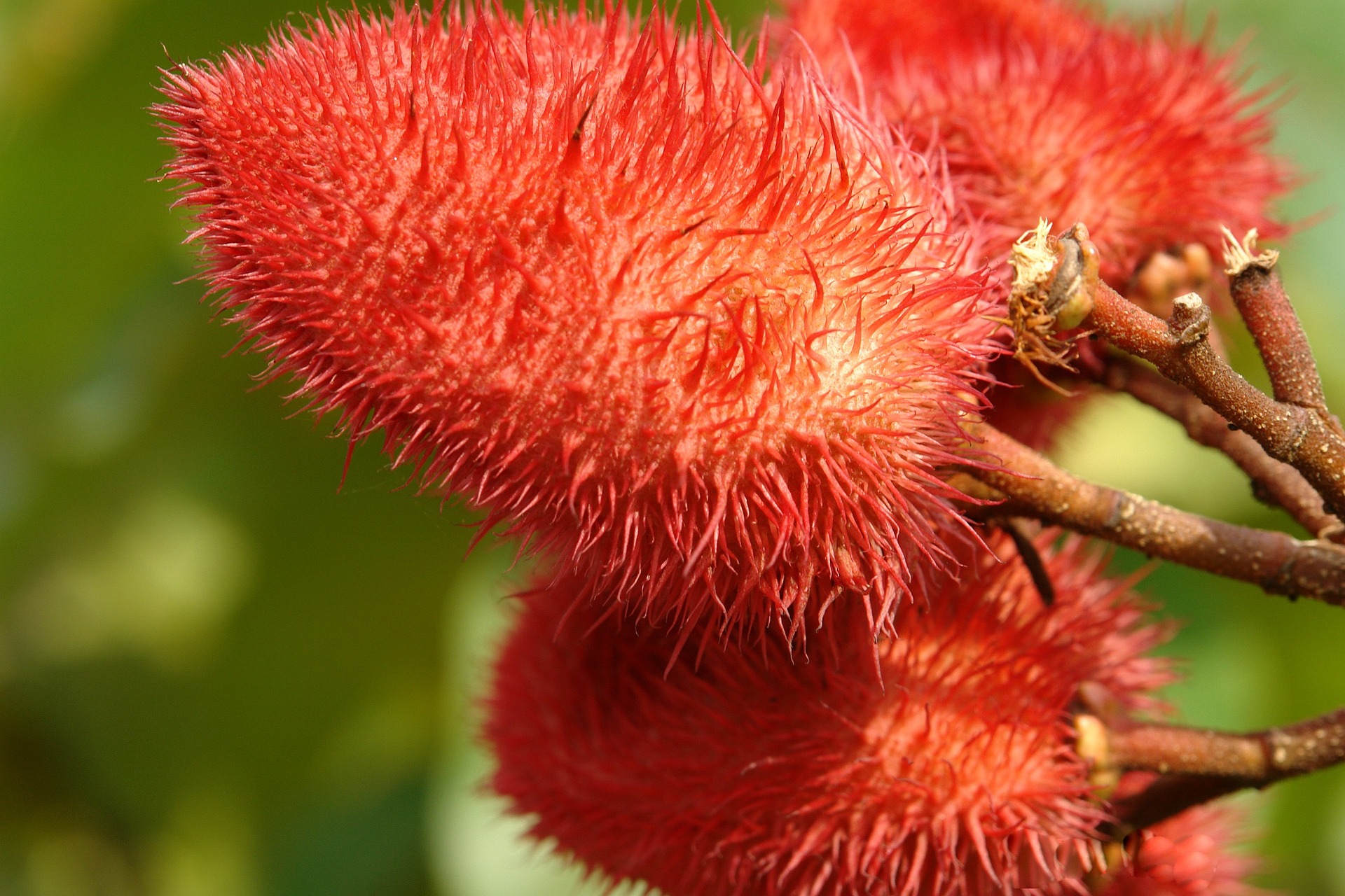 Achiote, la planta que pinta de rojo su cocina: aprenda a cultivarla