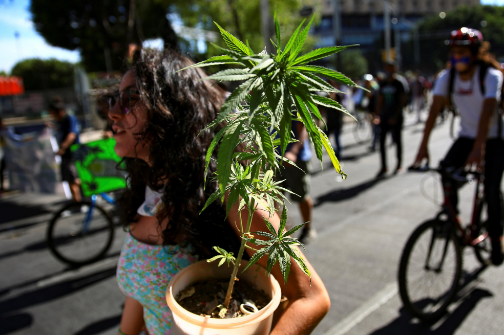 Corte Suprema de México despenaliza el uso lúdico de la marihuana