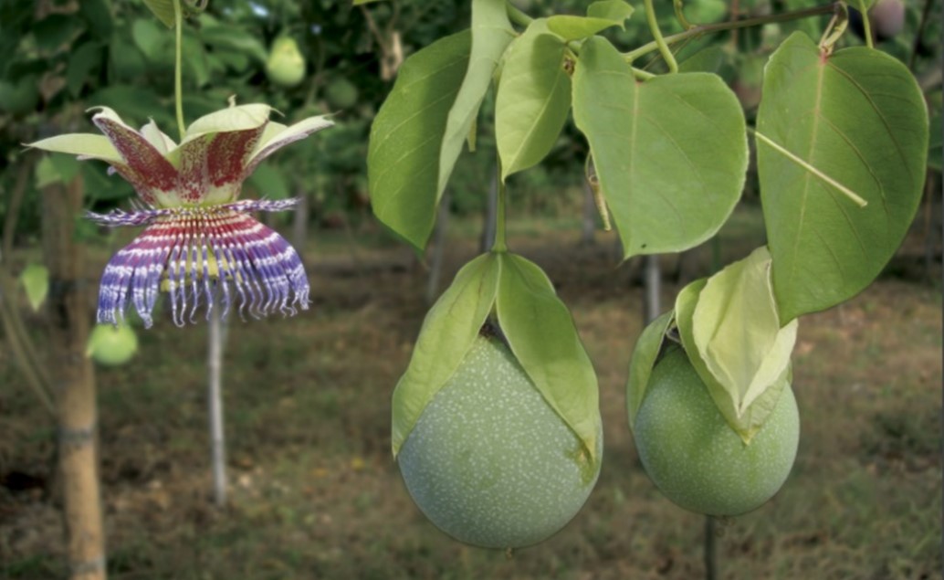 ¿Cuál es la fruta colombiana que parece una granadilla, pero sabe a piña y maracuyá?
