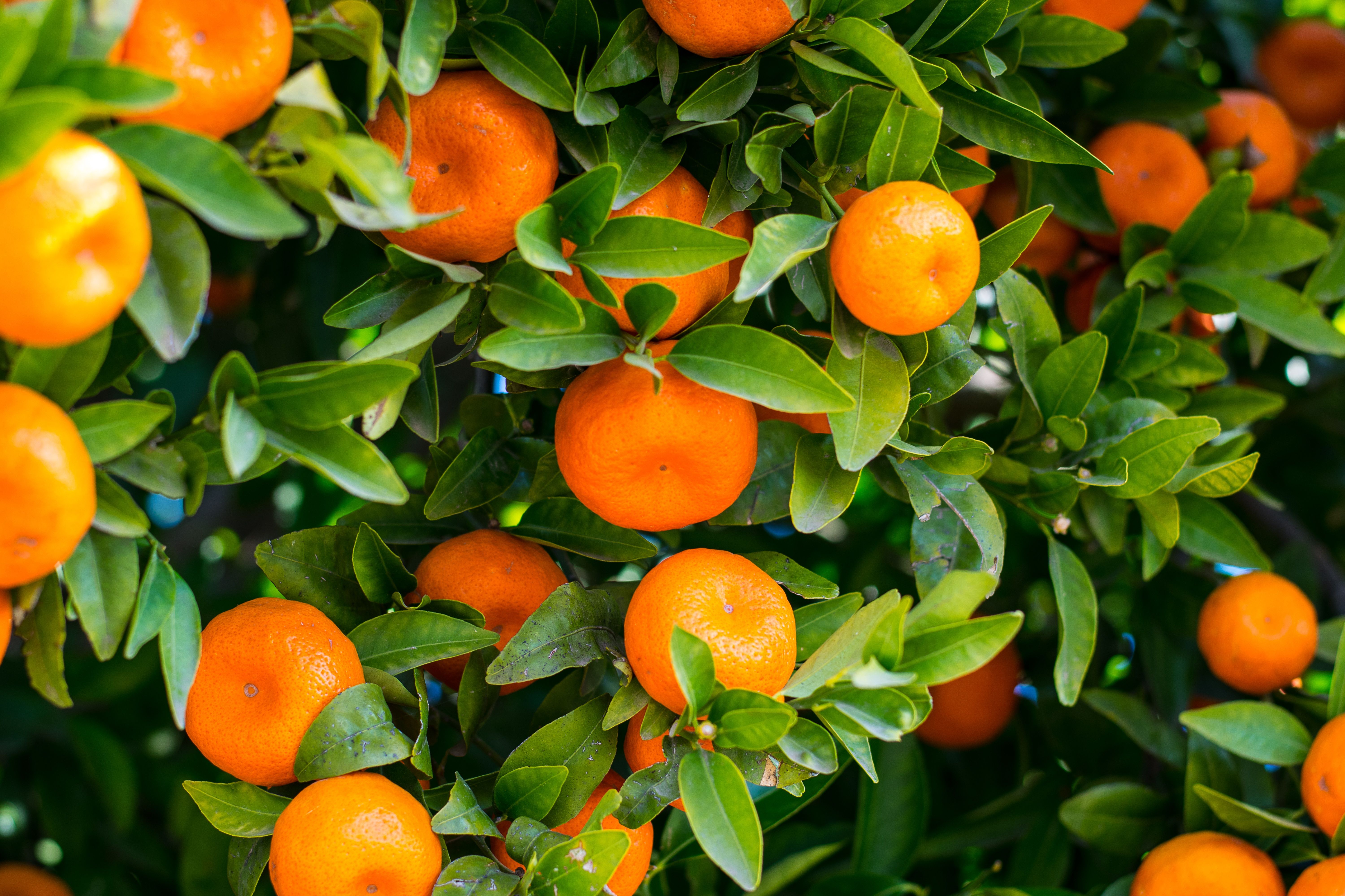 Hojas de mandarina: para qué sirven, beneficios y usos comunes