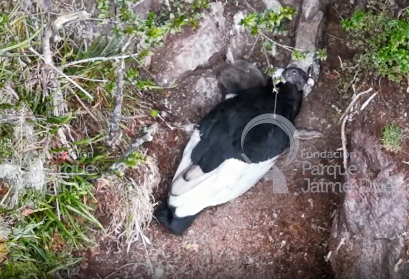 En video: investigadores logran ver, como nunca antes en Colombia, a una cría de cóndor