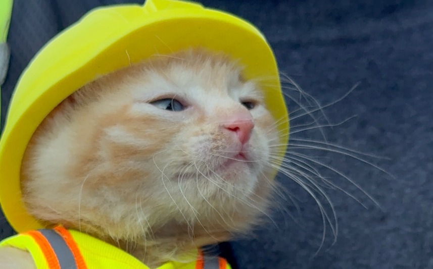 Gata quedó atrapada en una excavadora y ahora es la nueva compañera de una constructora