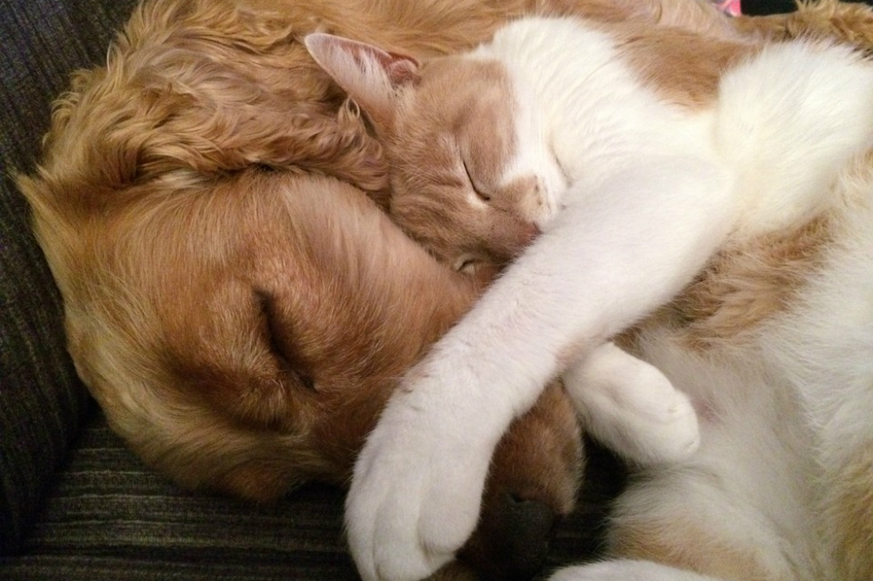Los perros, más inteligentes que los gatos, porque tienen más neuronas