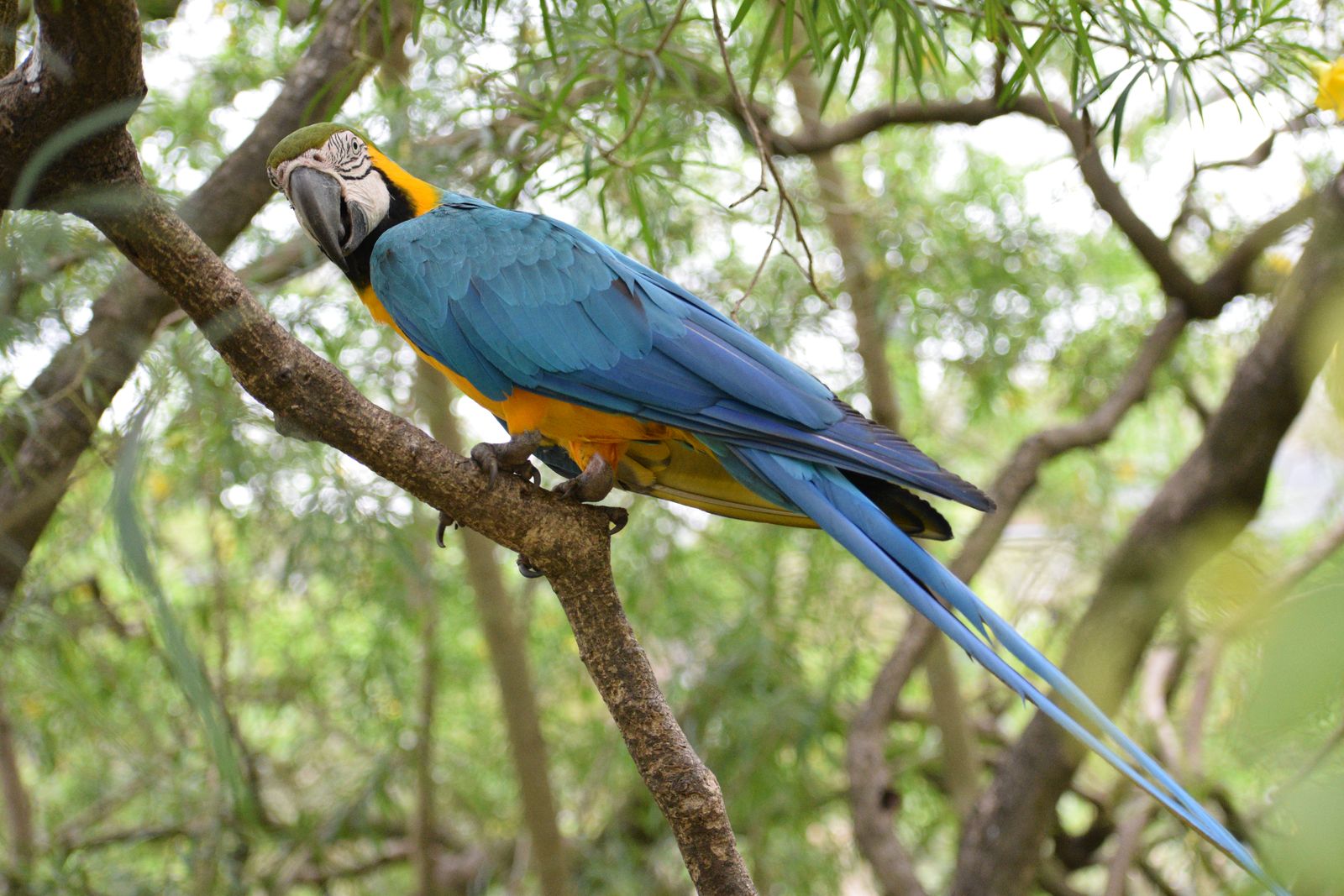 Aves amazónicas momificadas: un rastro del tráfico animal de más de 500 años de antigüedad