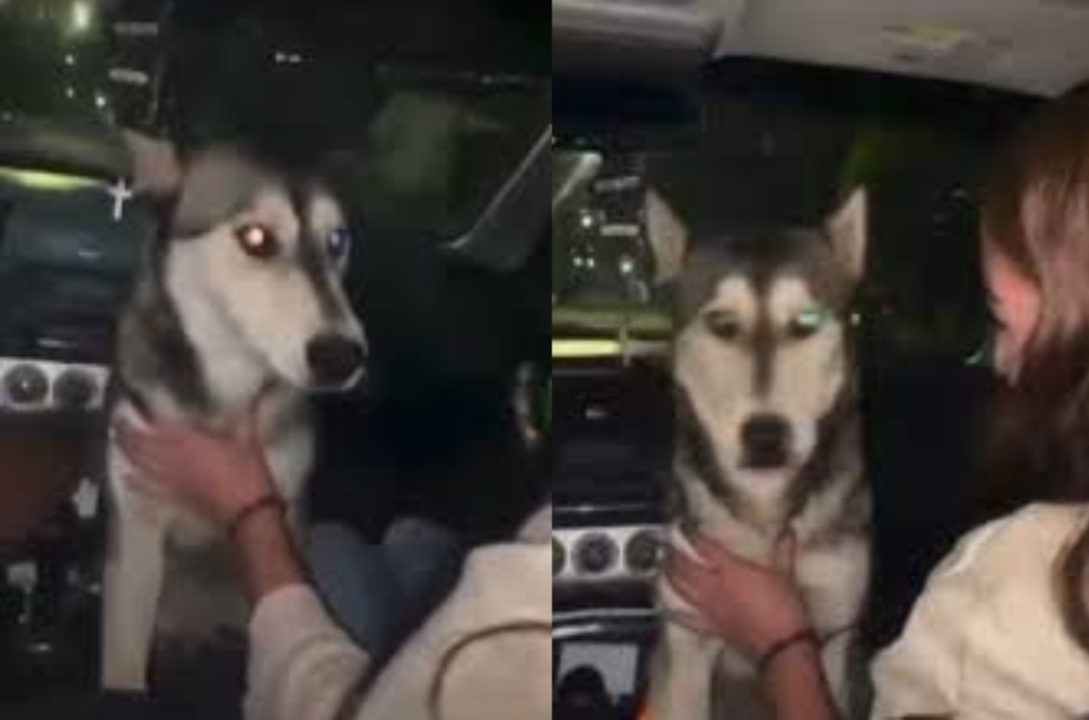 Jóvenes obligan a un perro callejero a beber cerveza: comunidad exige justicia