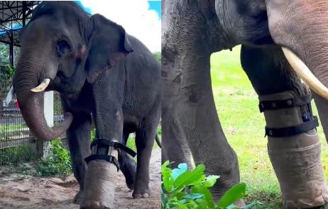 (Video) Chhouk, el elefante mutilado que volvió a caminar gracias a una prótesis