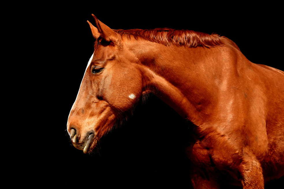 Arrestan a mujer en EE.UU por conducir ebria un caballo
