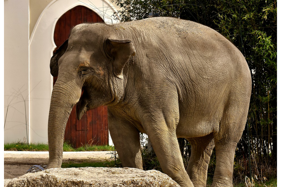 Muerte de elefante hembra en India revela el maltrato que sufren estos animales