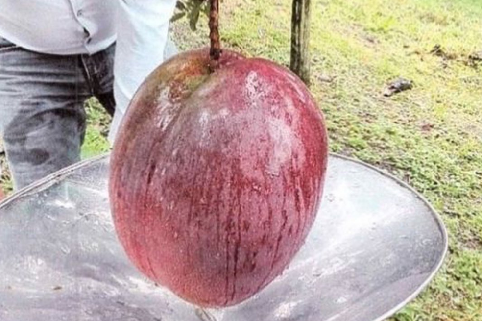 Campesinos de Boyacá rompen récord mundial al cultivar el mango más pesado