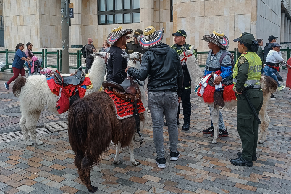 Fueron decomisadas tres llamas de la plaza de Bolívar en Bogotá