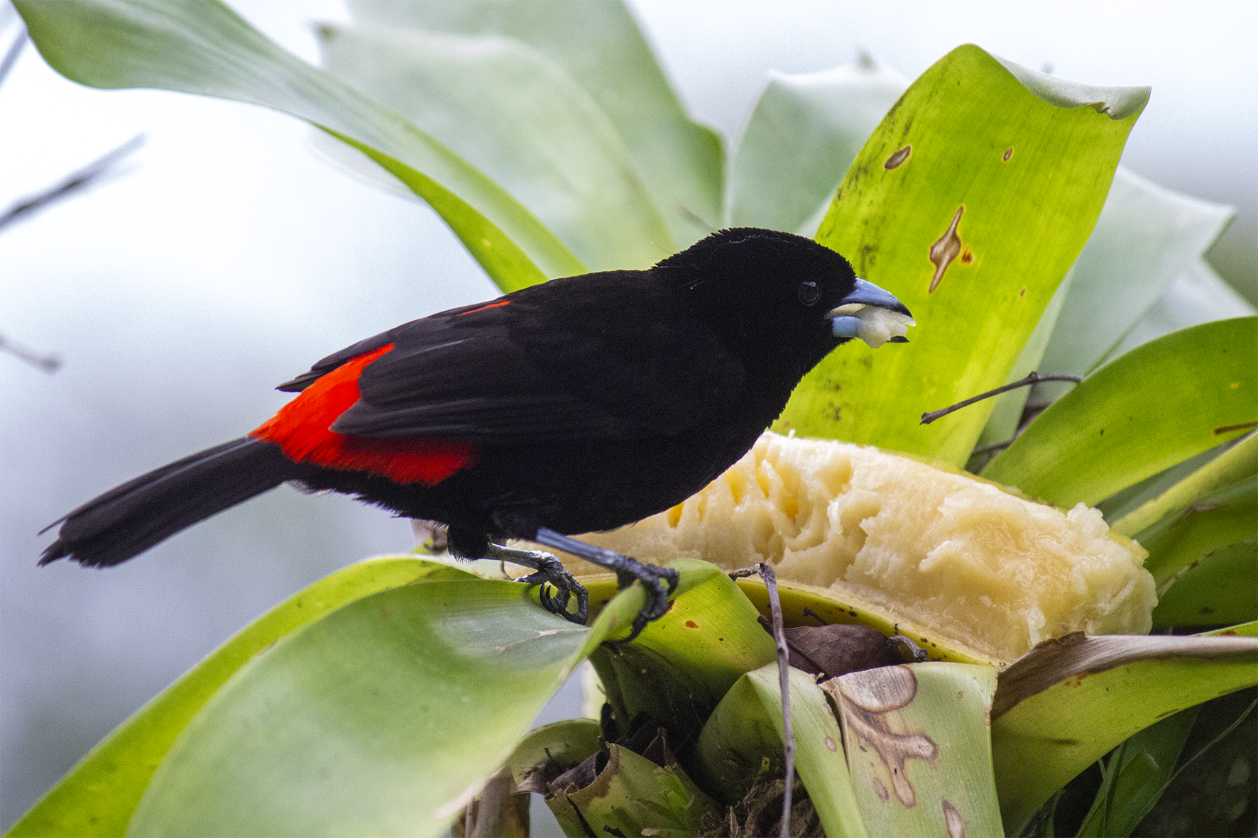 Tangara escarlata (Piranga olivacea) 
Migrante neártica: pasa el invierno en Costa Rica (diciembre-abril) tras volar desde el este de Norteamérica. Su rojo intenso es buscado por los ornitólogos del Bosque Nuboso de Monteverde. Se alimenta de frutos como los del árbol "yayito" y complementa con insectos.