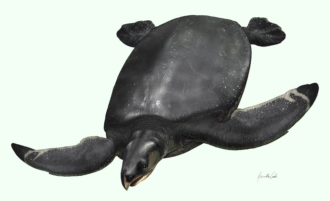 Descubren los fósiles de la segunda tortuga marina más grande del mundo