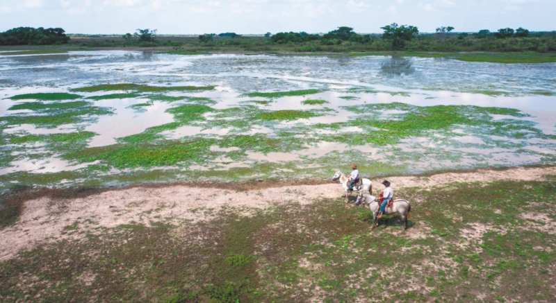 Producir y conservar: el caso de la ganadería en las sabanas inundables de la Orinoquia