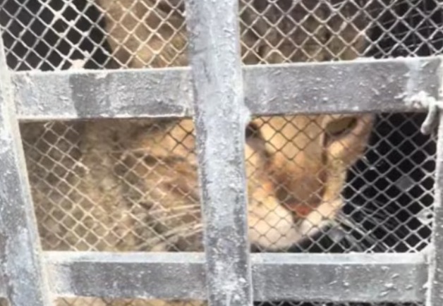 Rescatan a gato que llevaba más de 20 días atrapado en una iglesia en Cali