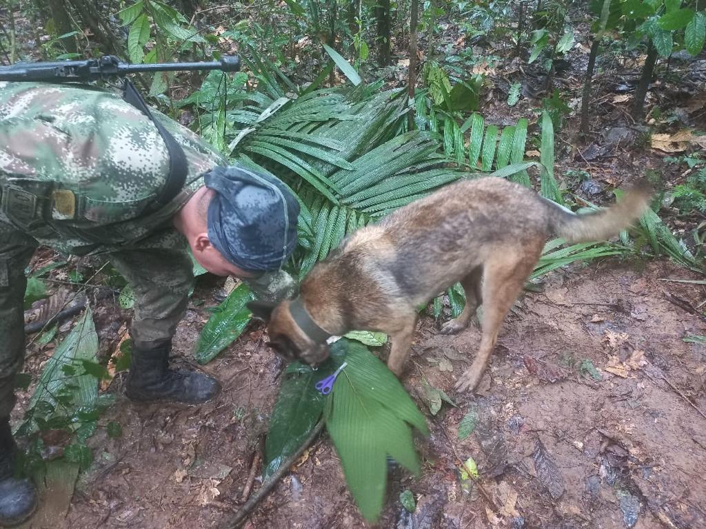 Wilson, el perro que buscaba a los niños en la selva, no aparece, según Petro