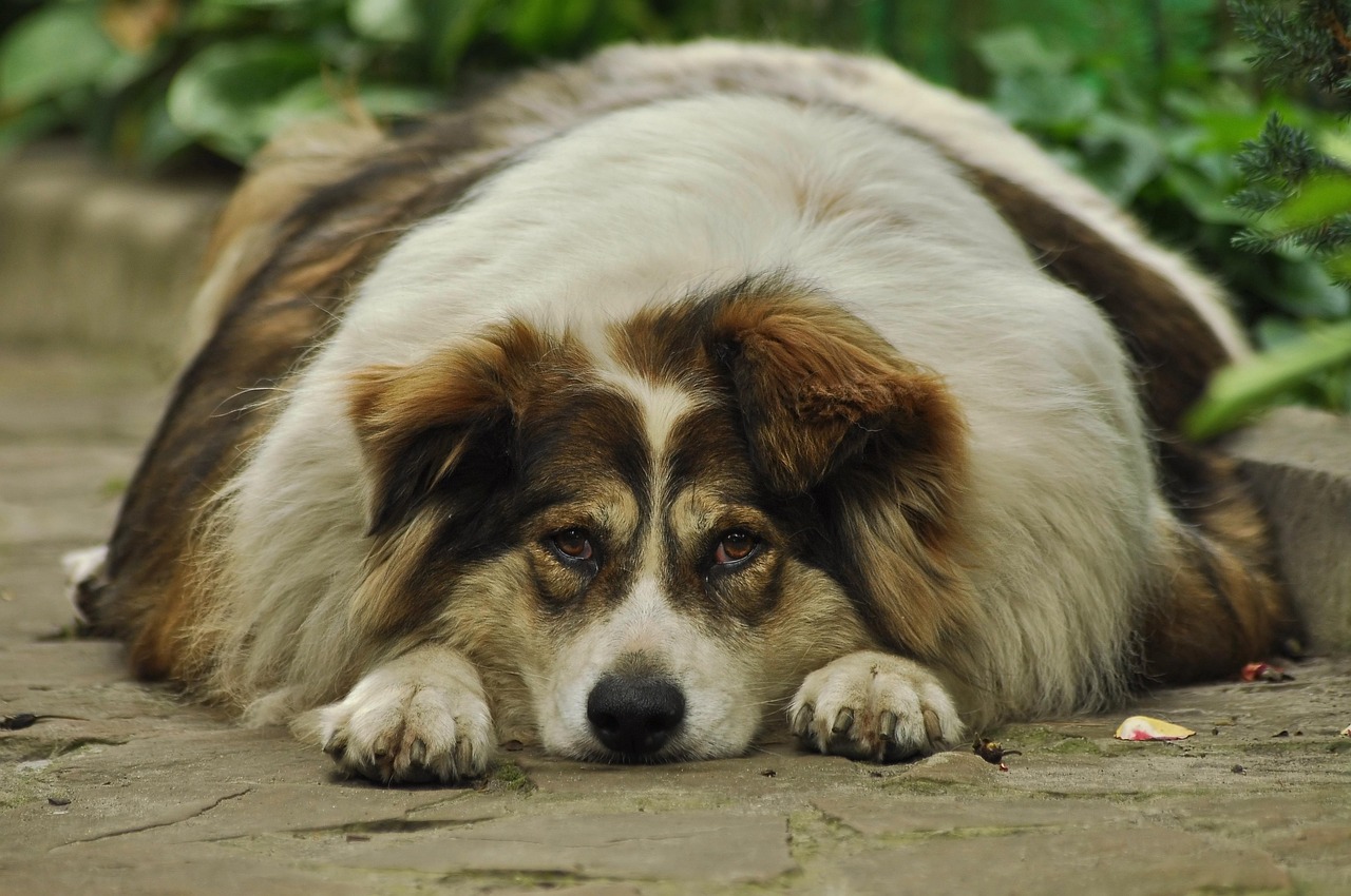 (Video) ¿Cómo evitar la obesidad en su perro?