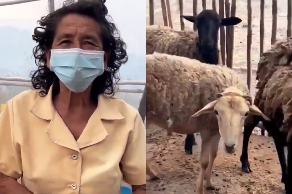 Incendio forestal en Piedecuesta: la historia de la familia que no abandonó a sus animales