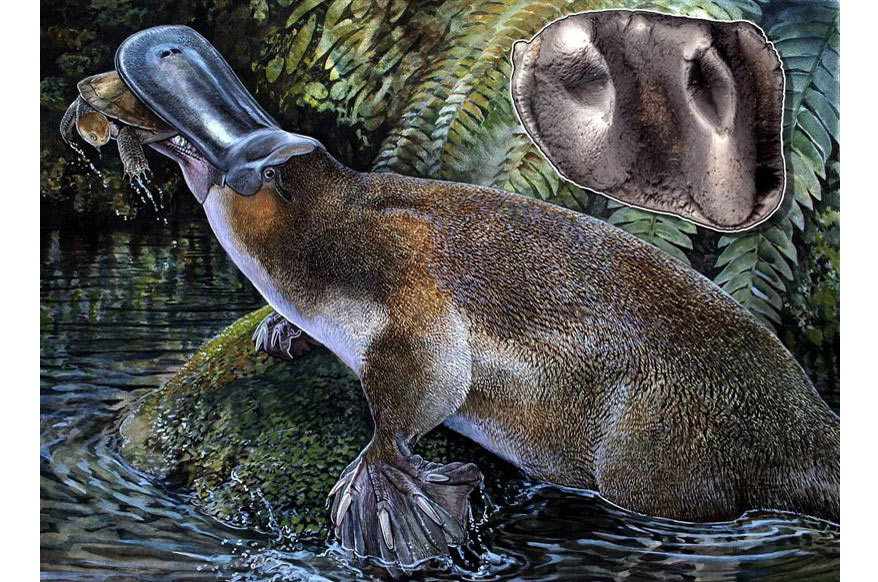 Un grupo de científicos halló en una remota zona del norte de Australia los restos de un ornitorrinco carnívoro de un metro de largo, la especie dentada de mayor tamaño descubierta hasta la fecha.