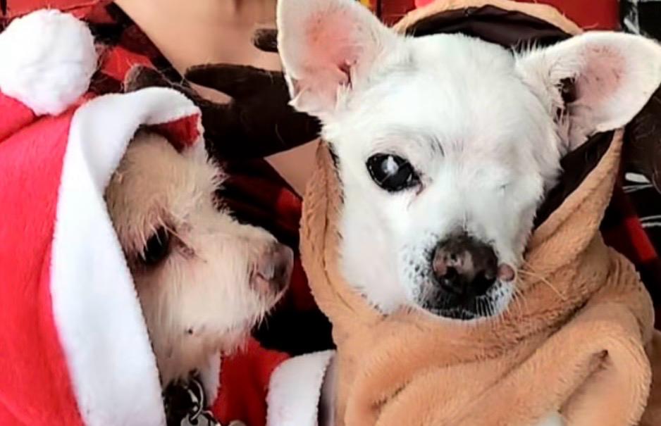 El increíble cambio de Don Pancho, perrito rescatado que fue abandonado por viejo y ciego