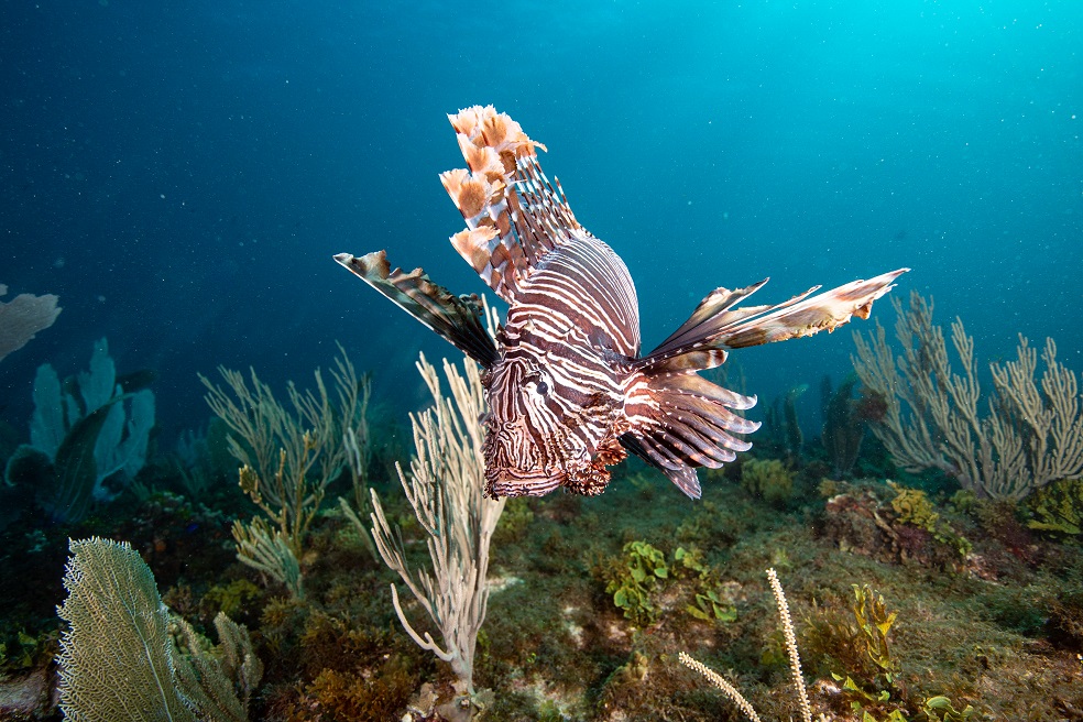 Pez león, una especie exótica invasora, encontrada a 150 metros de profundidad en el Caribe colombiano. / Foto: Juan Mayorga - National Geographic