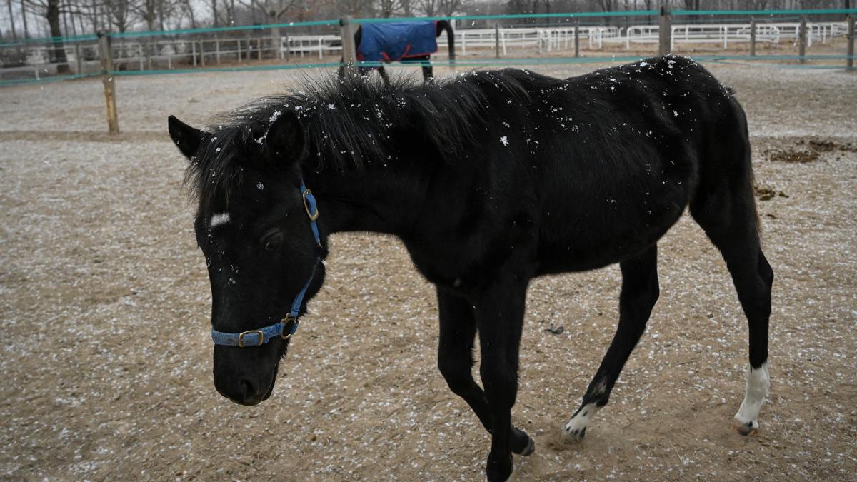 (VIDEO) Zhuang Zhuang, el primer caballo clonado para deportes ecuestres en China