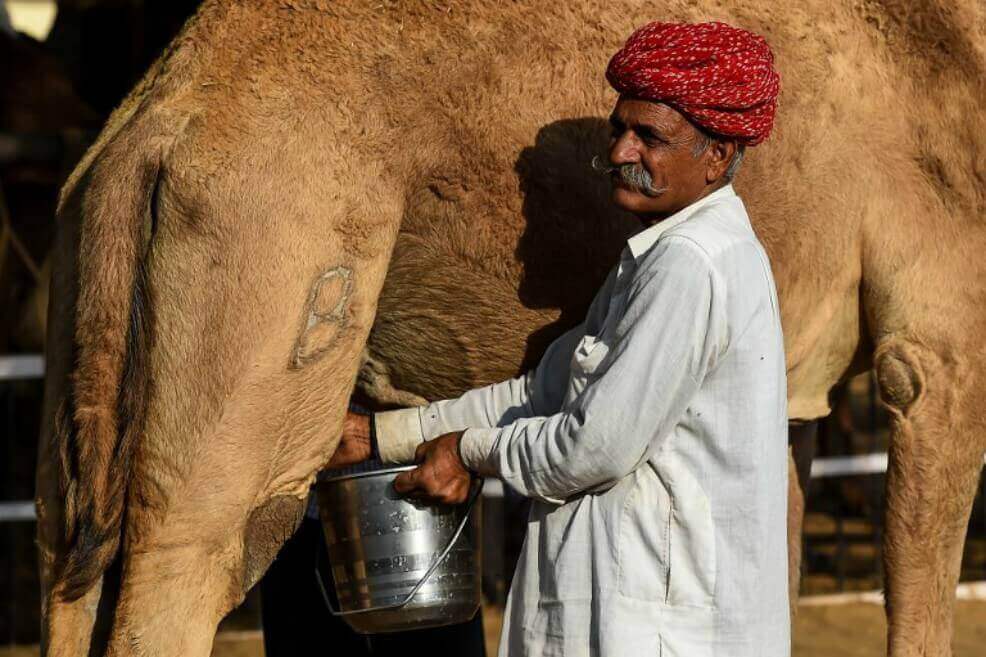 Nuevo trabajo para los camellos en India