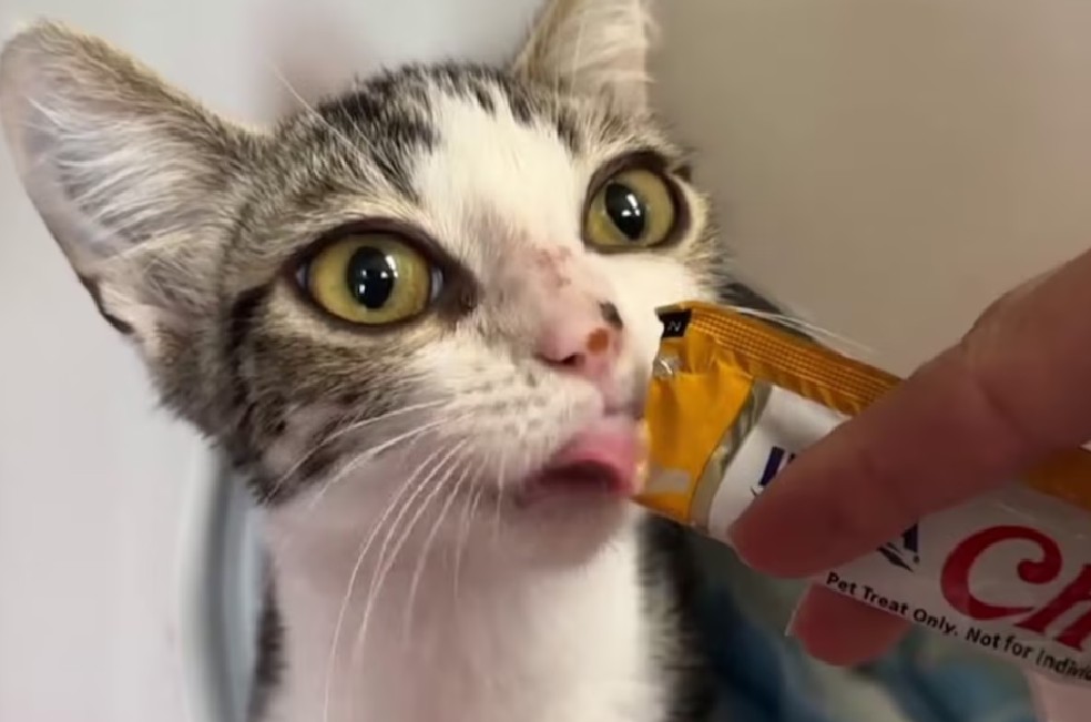 Búho, el gato que enamora con la forma de sus ojos: así luce