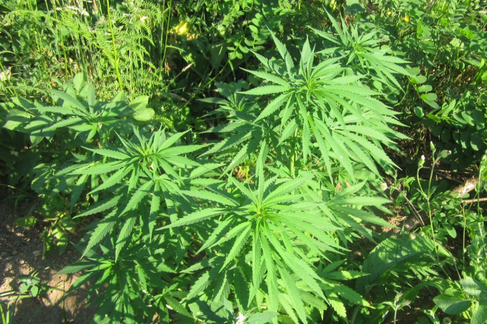 Los 5 municipios de Cauca que abren sus puertas a la marihuana medicinal