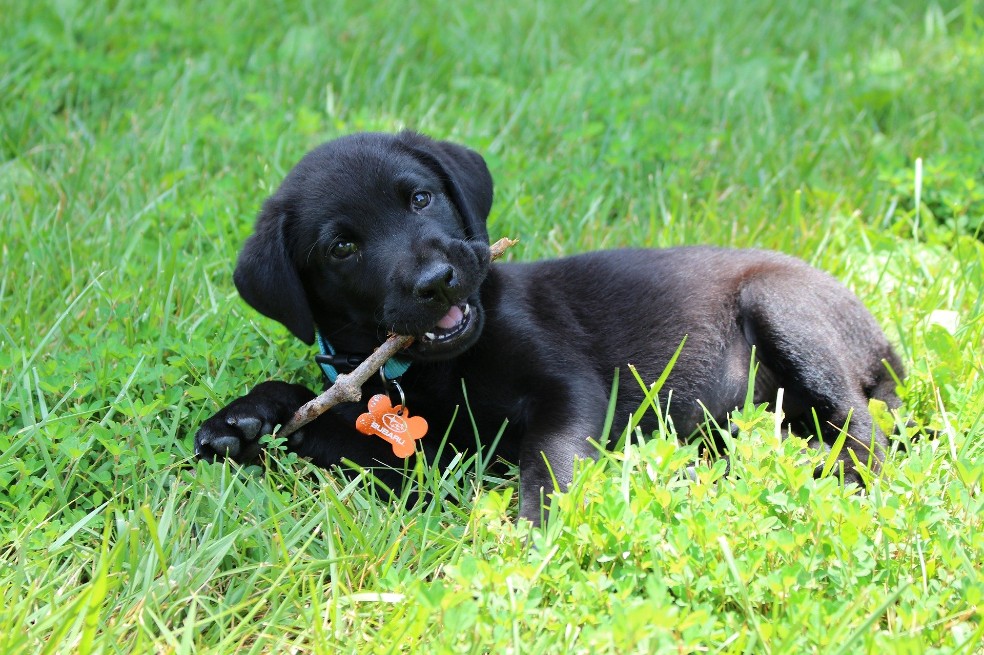 Científicos explican por qué cada año de perro no es equivalente a siete años humanos
