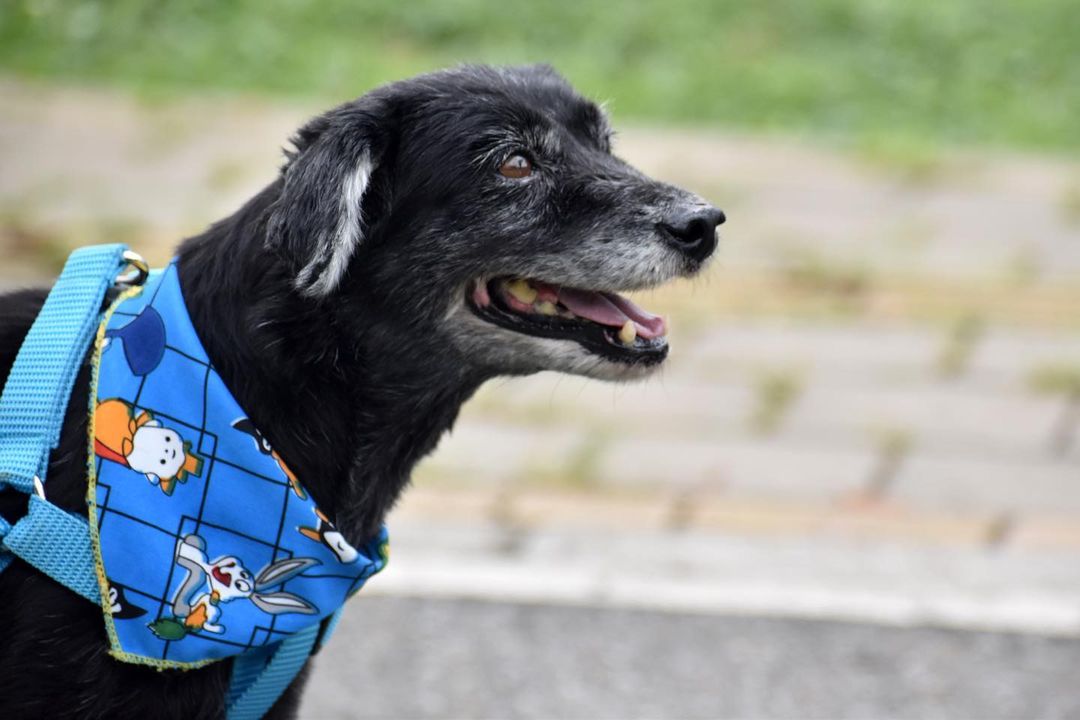 Abandono de mascotas en Medellín: aumenta presencia de perros en calles del centro