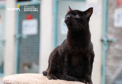 ¡Prográmese! Este fin de semana habrá jornada de adopción de animales en Bogotá