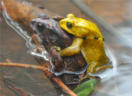Este sapo cambia de color dos días al año y los científicos ya saben por qué