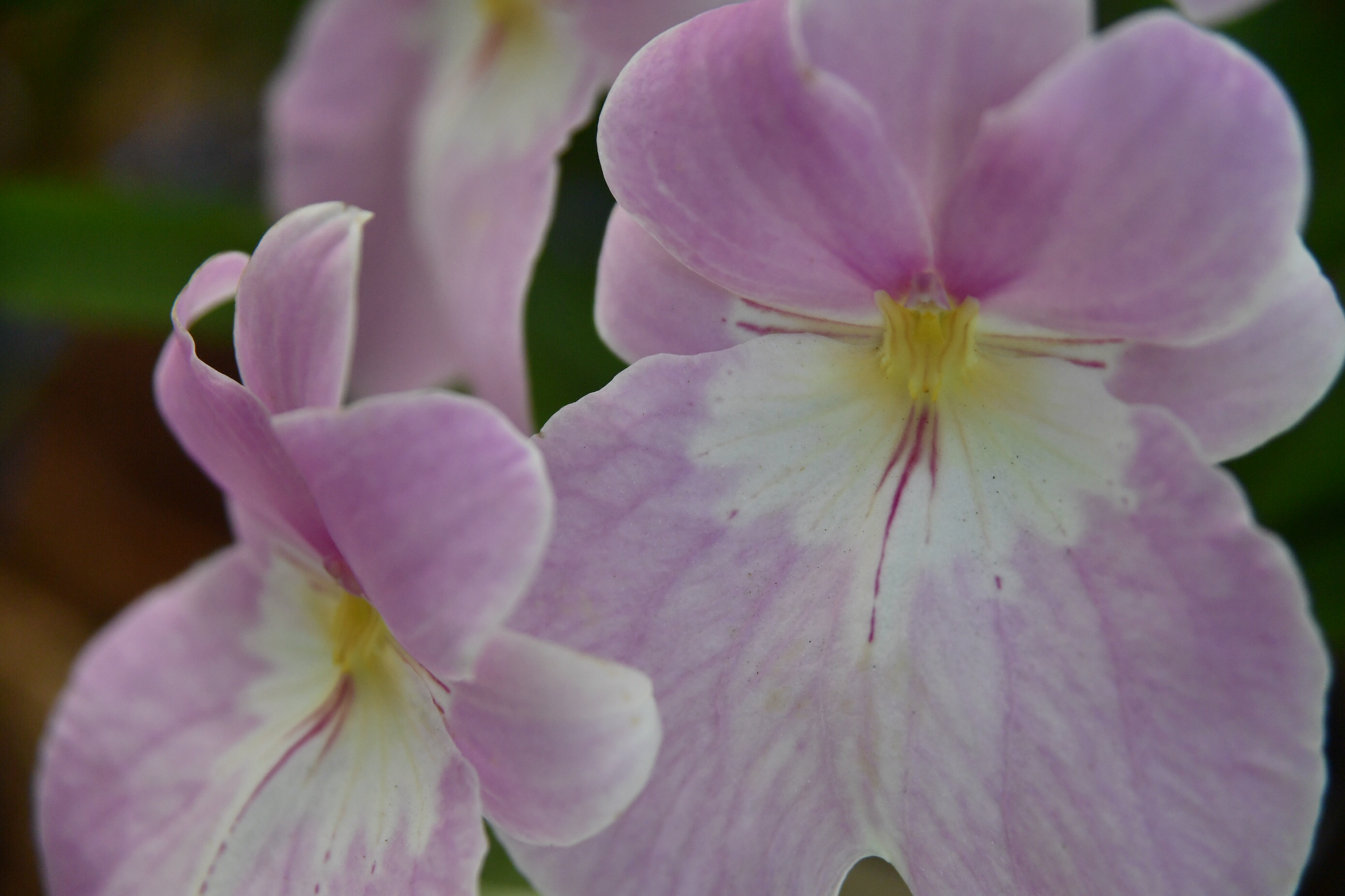En el encuentro destaca la muestra de las 12 orquídeas que han sido descubiertas recientemente en los departamentos de Cundinamarca, Antioquia, Arauca, Putumayo y Cauca por los botánicos Rubén P. Sauleda, Carlos Uribe Vélez, Dariusz L. Szalachetko, Juan G. Saldarriaga, Juan Carlos Uribe, Andrea Niessen y Juan Camilo Ordoñez.