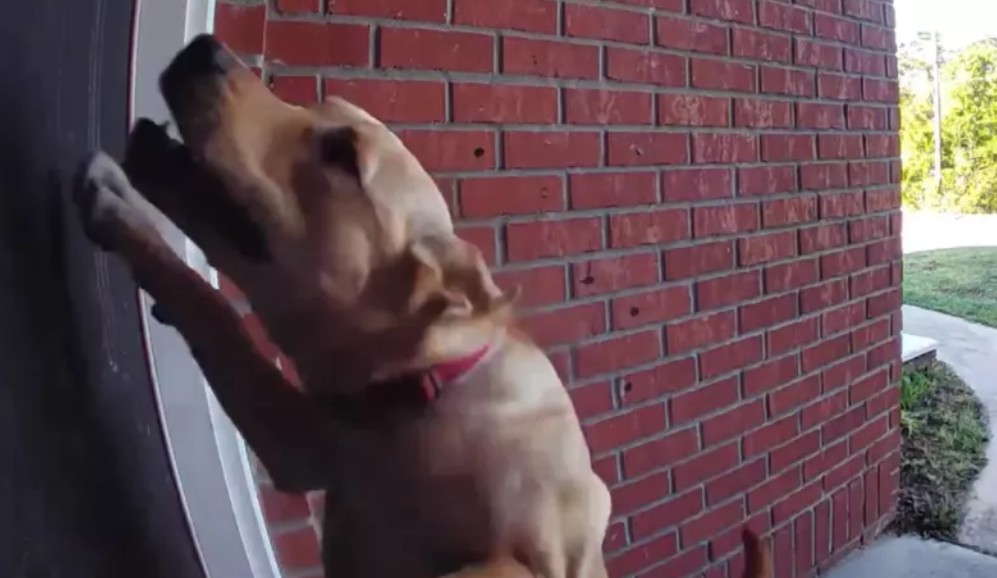 Recibió alerta del timbre y se llevó una sorpresa: su perro “tocaba” la puerta