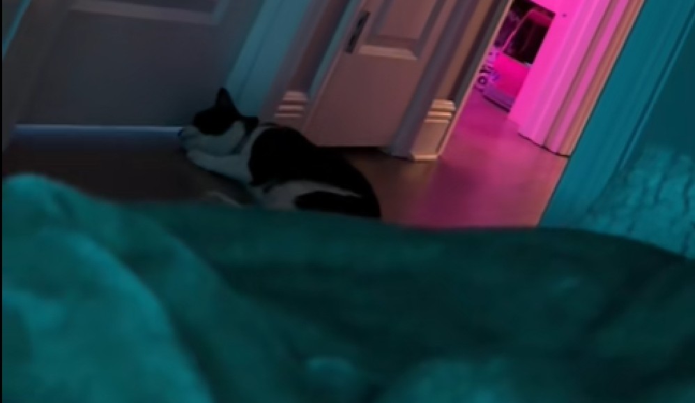 El momento fue captado en video y publicado en TikTok por la usuaria @juicyyy_jayyy.