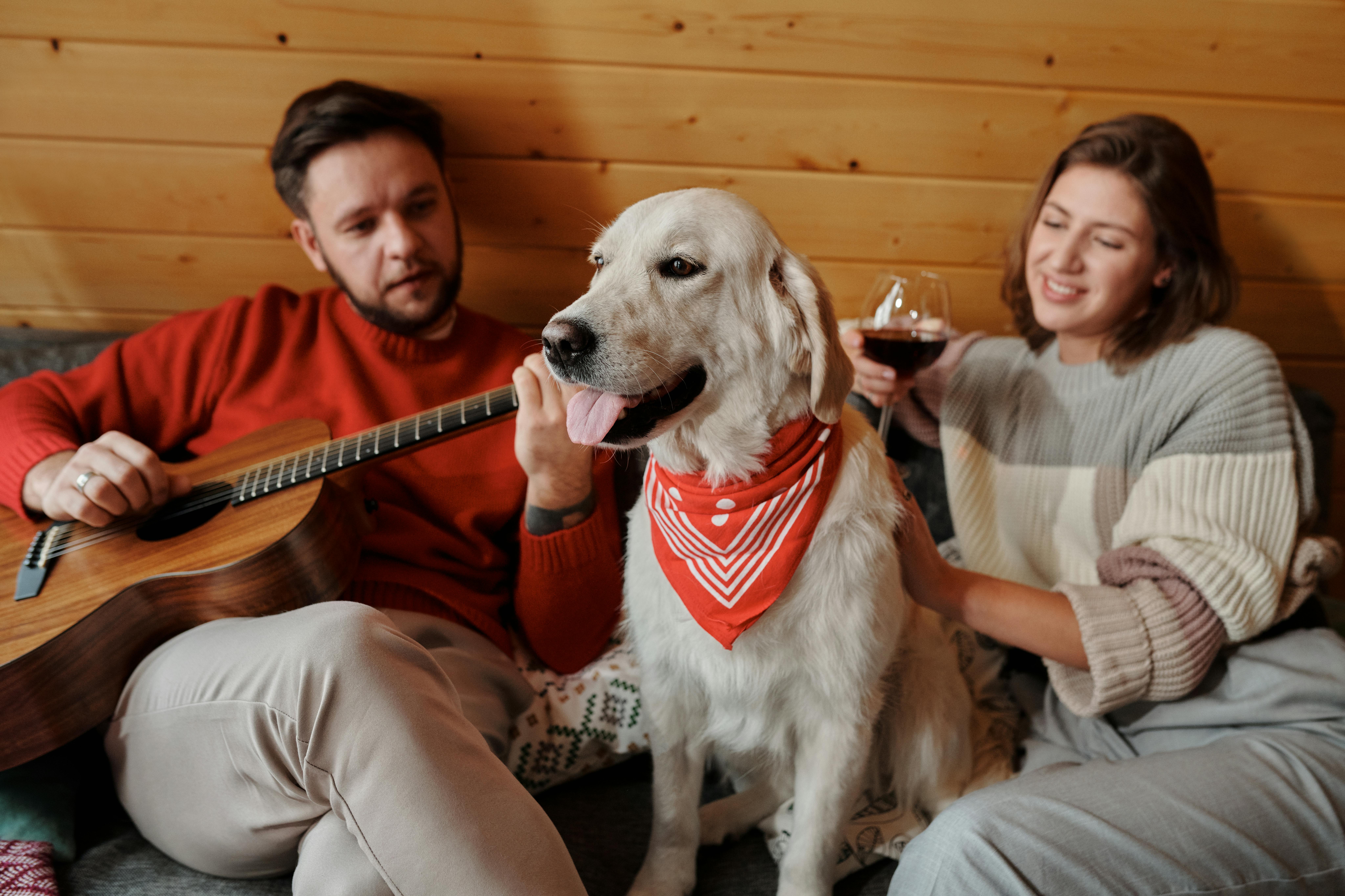 Canciones sobre perros y gatos: temas que nacieron del amor de los artistas por sus mascotas