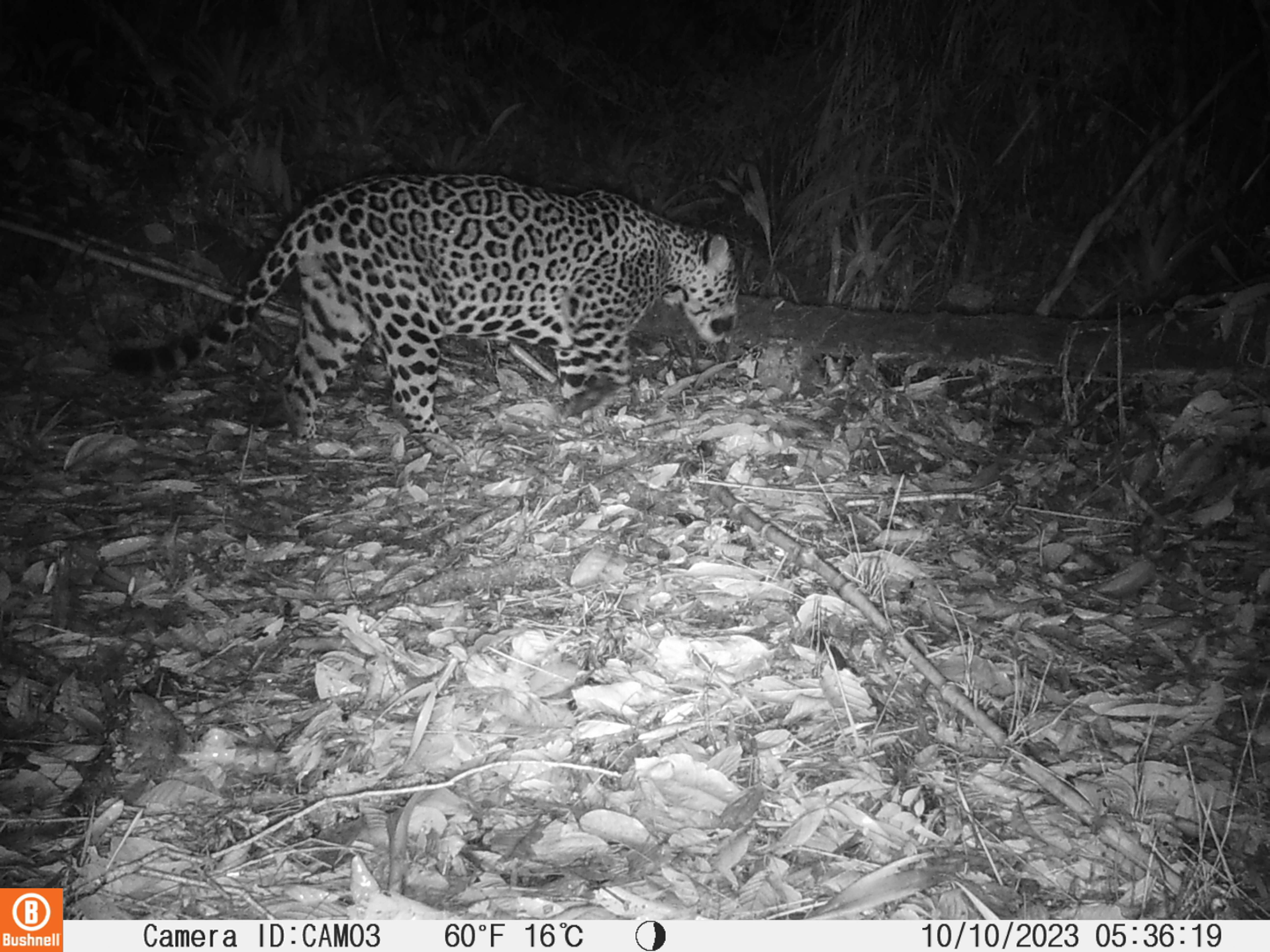 Jaguar / Crédito: Proyecto Grupo Monitoreo Yagua-Ete - Días de Cámaras Trampa