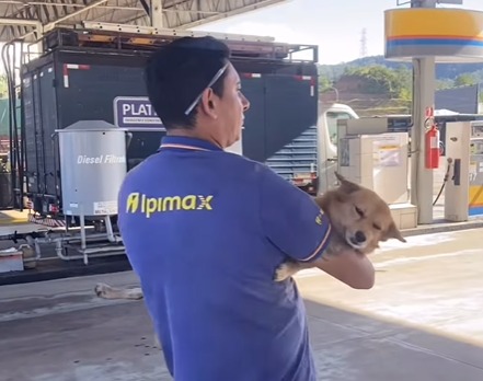 Estación de gasolina adoptó perros callejeros y les construyó sus propias casas