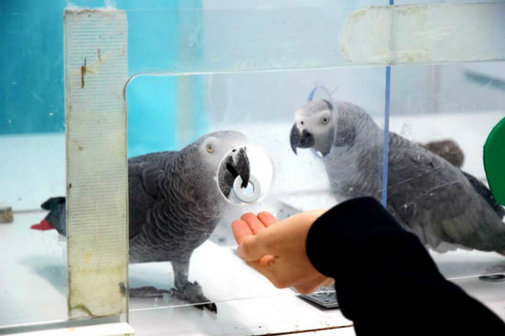 Al igual que los humanos, los loros se ayudan mutuamente para obtener comida
