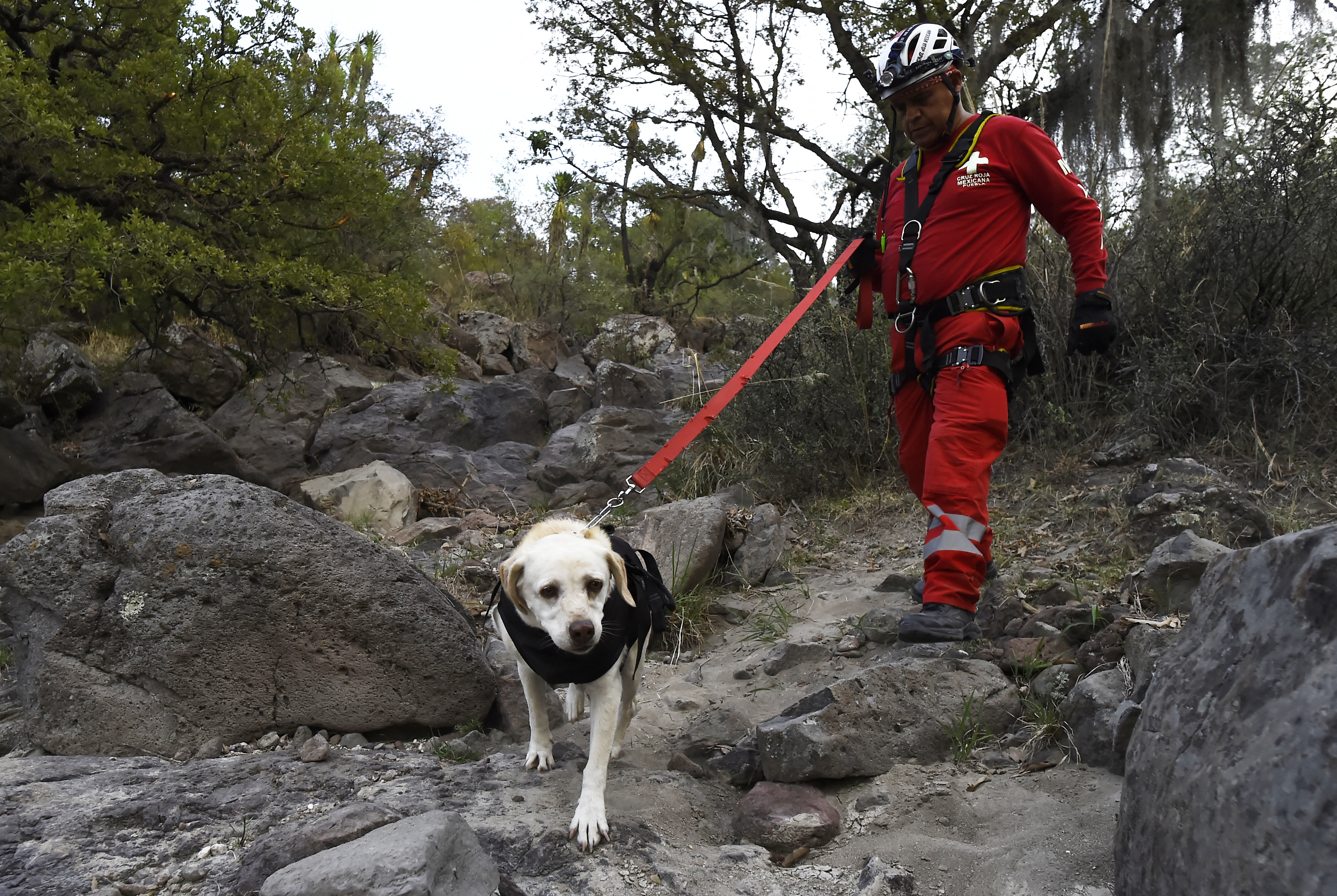 Perros mexicanos se entrenan para salvar vidas en todo el mundo